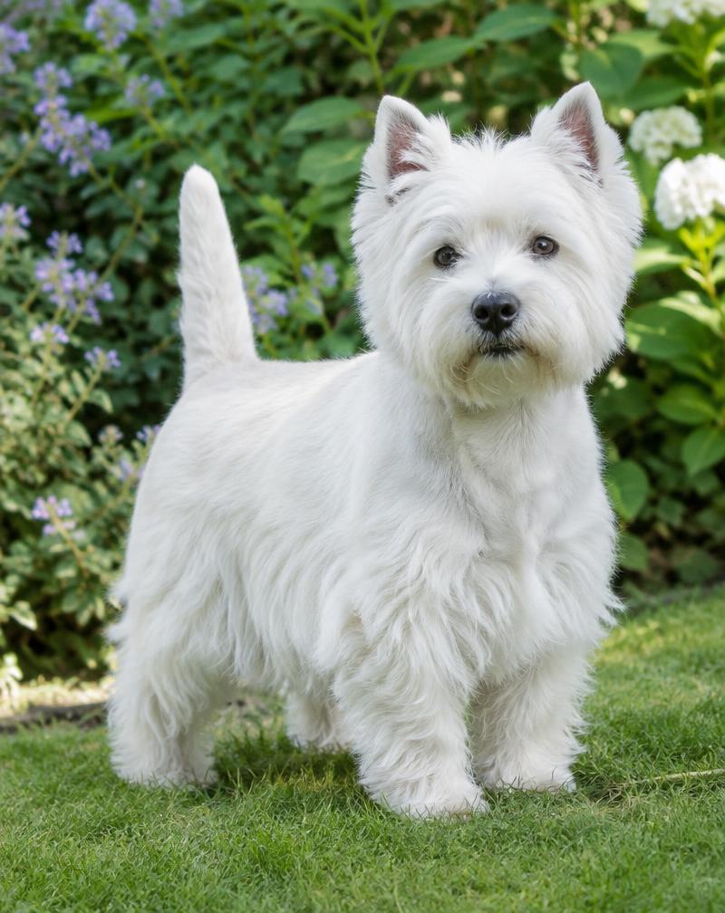 Westie ilustrando los primeros días de un westie en casa